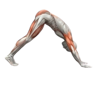 Downward Dog